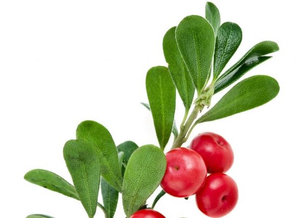 Clean Forte mengandungi daun bearberry