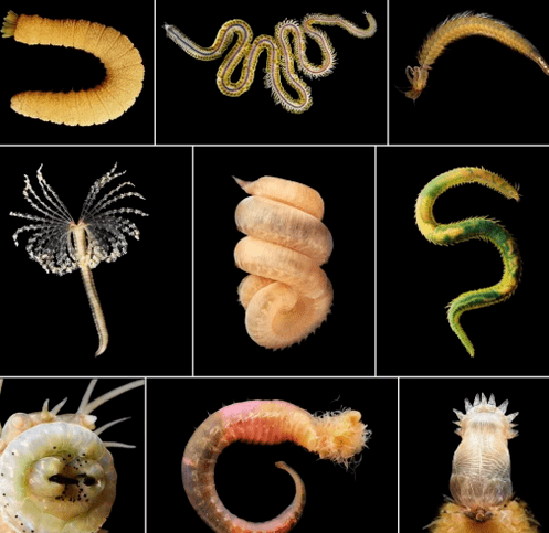 Jenis Helminths