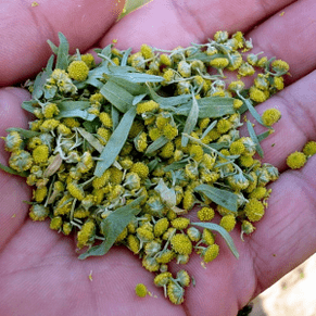 wormwood untuk parasit